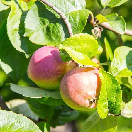 Hotel Vaihmalan Hovi