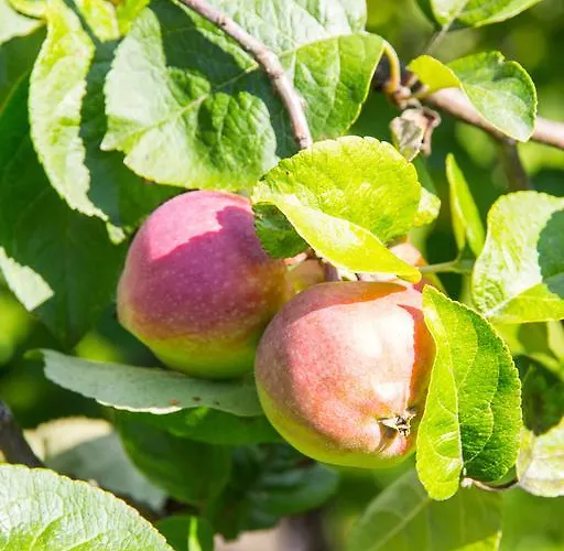 Hotel Vaihmalan Hovi